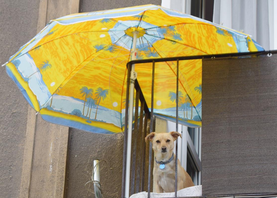 Tychy: Rada Miasta poleciła sfinansowanie całodobowej opieki weterynaryjnej dla zwierząt