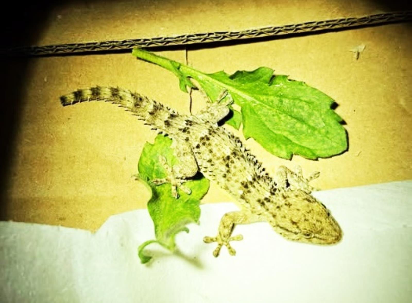 Tychy: Egzotyczny gad, który przyjechał na gapę do jednej z fabryk