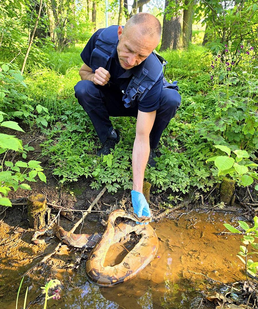 Tychy: Boa dusiciel znaleziony w Parku Północnym