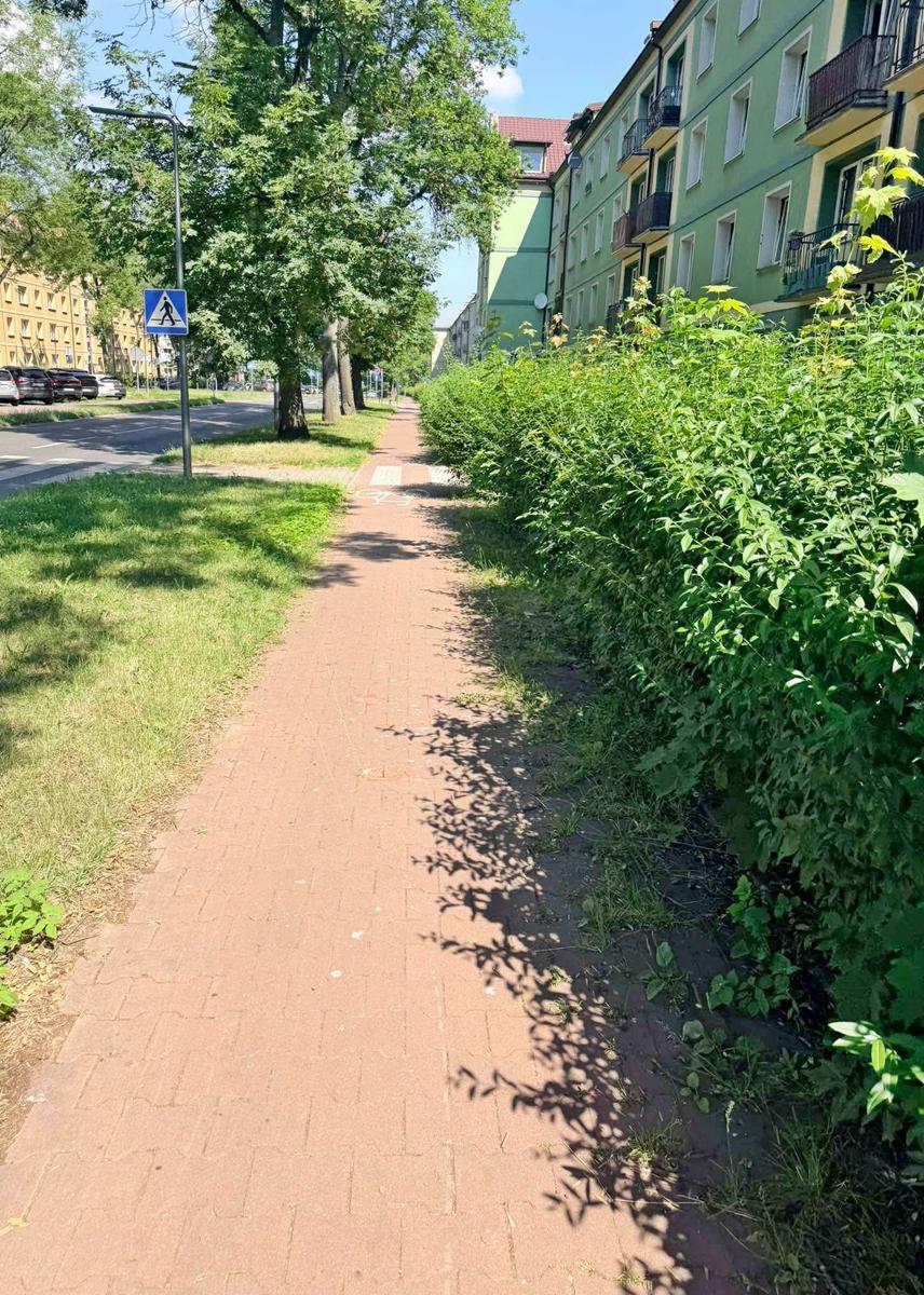 Nieprzycinany żywopłot wzdłuż ścieżki rowerowej na al. Niepodległości w Tychach. Czytelnicy informują, my publikujemy