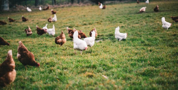 Rzekomy pomór drobiu na Mazowszu. Są nowe przypadki