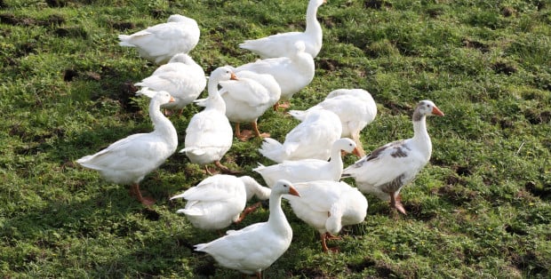 Miała wysyłać gęsi w pocztą w zafoliowanych kartonach. Dziś rozprawa apelacyjna