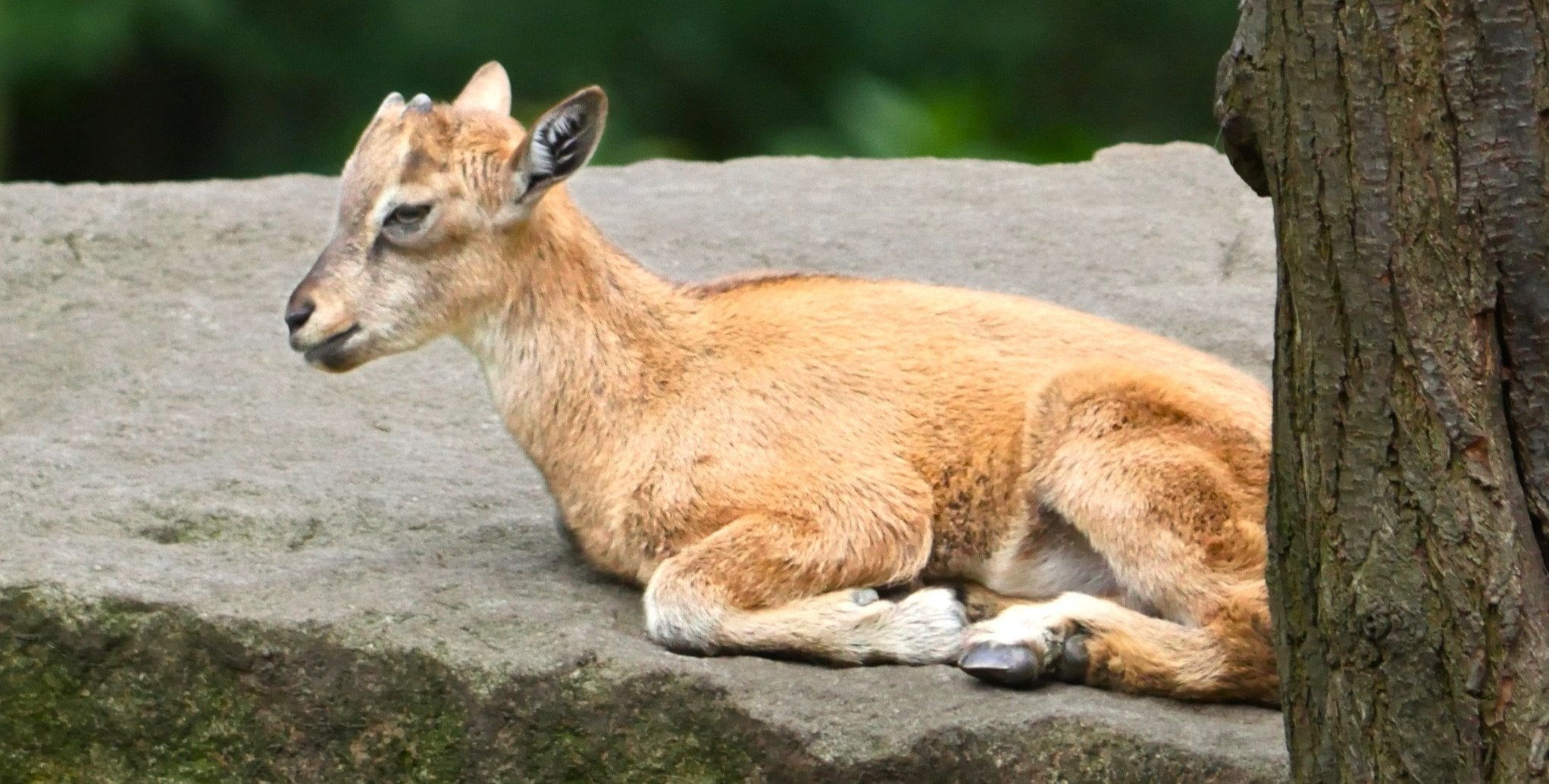 Ponad 750 zwierząt przybyło w warszawskim ZOO w 2025 r.
