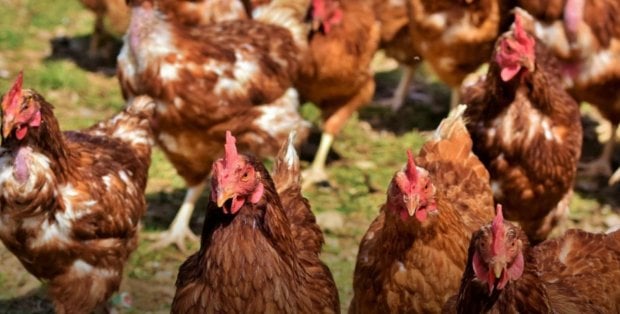 Miał truć środowisko odchodami kur. Jest akt oskarżenia przeciwko właścicielowi fermy