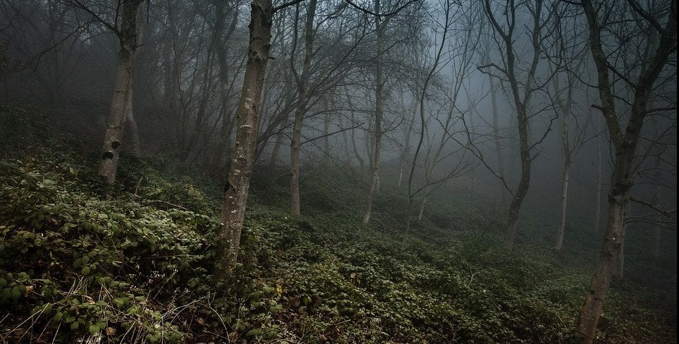 Tragiczny finał poszukiwań mężczyzny. Jego ciało znaleziono w lesie na Mazowszu