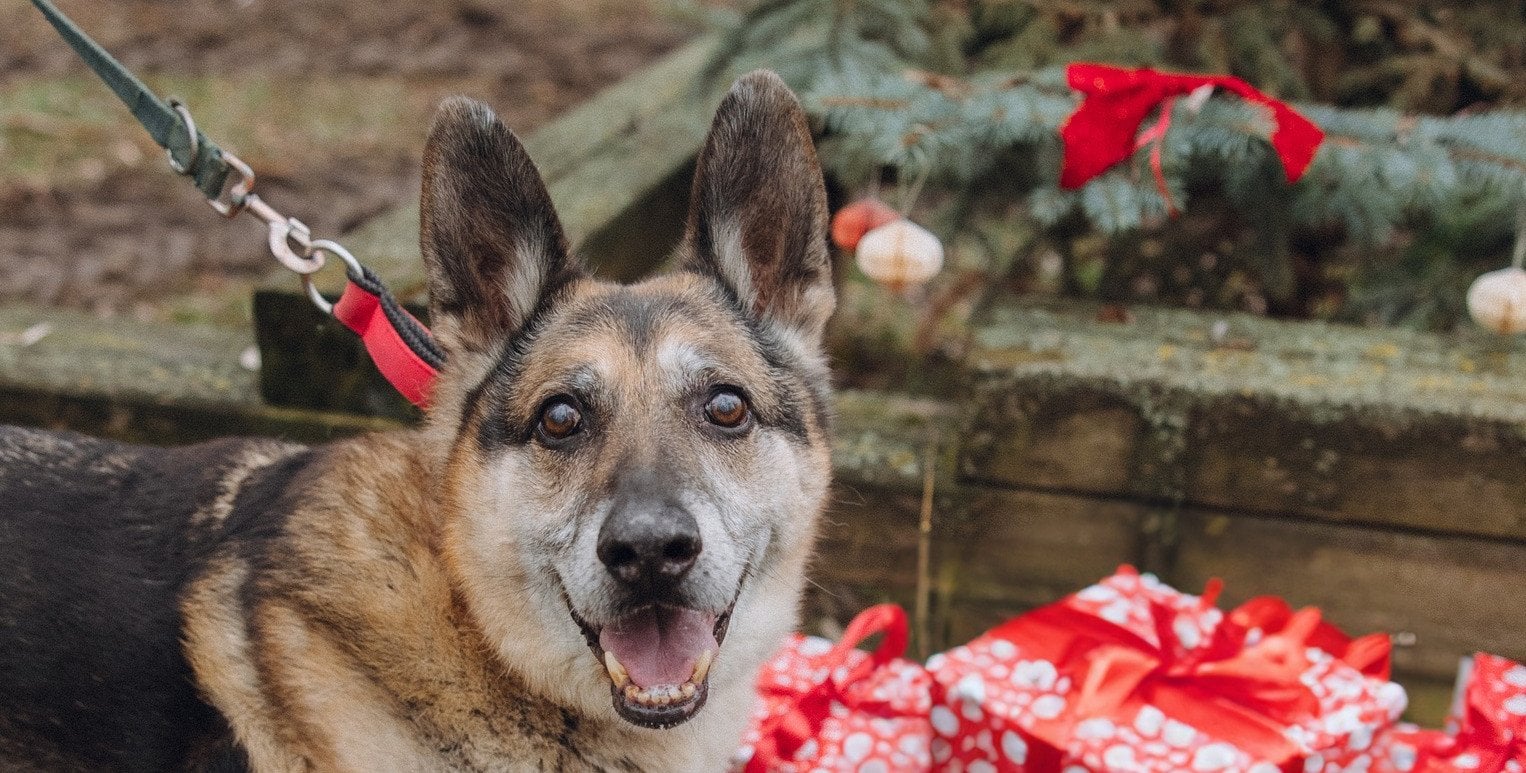 Schronisko na Paluchu wstrzymuje adopcje na czas świąt