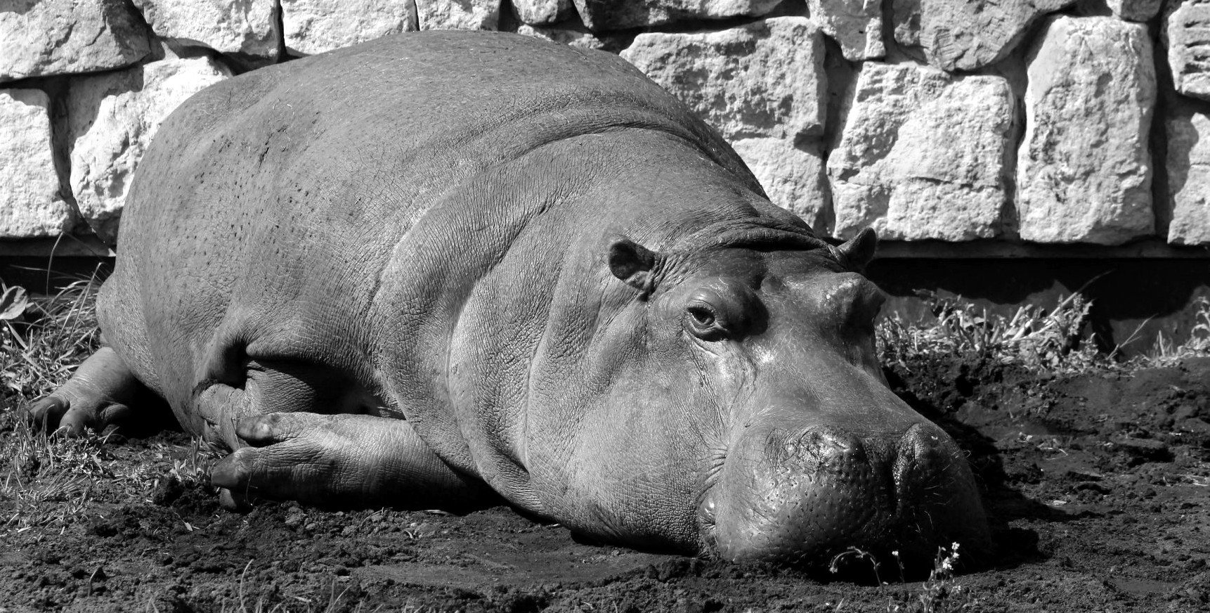 Nie żyje najstarszy hipopotam nilowy w Polsce. Pelagia miała 40 lat