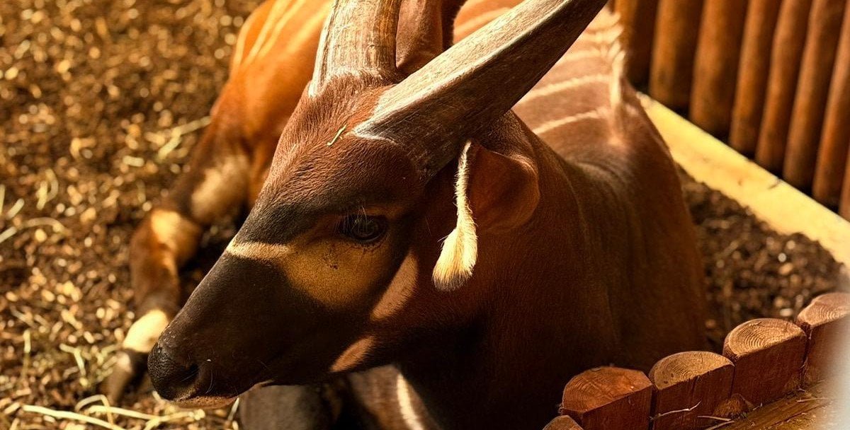 Nowy mieszkaniec warszawskiego ZOO. To samiec bongo wschodniego