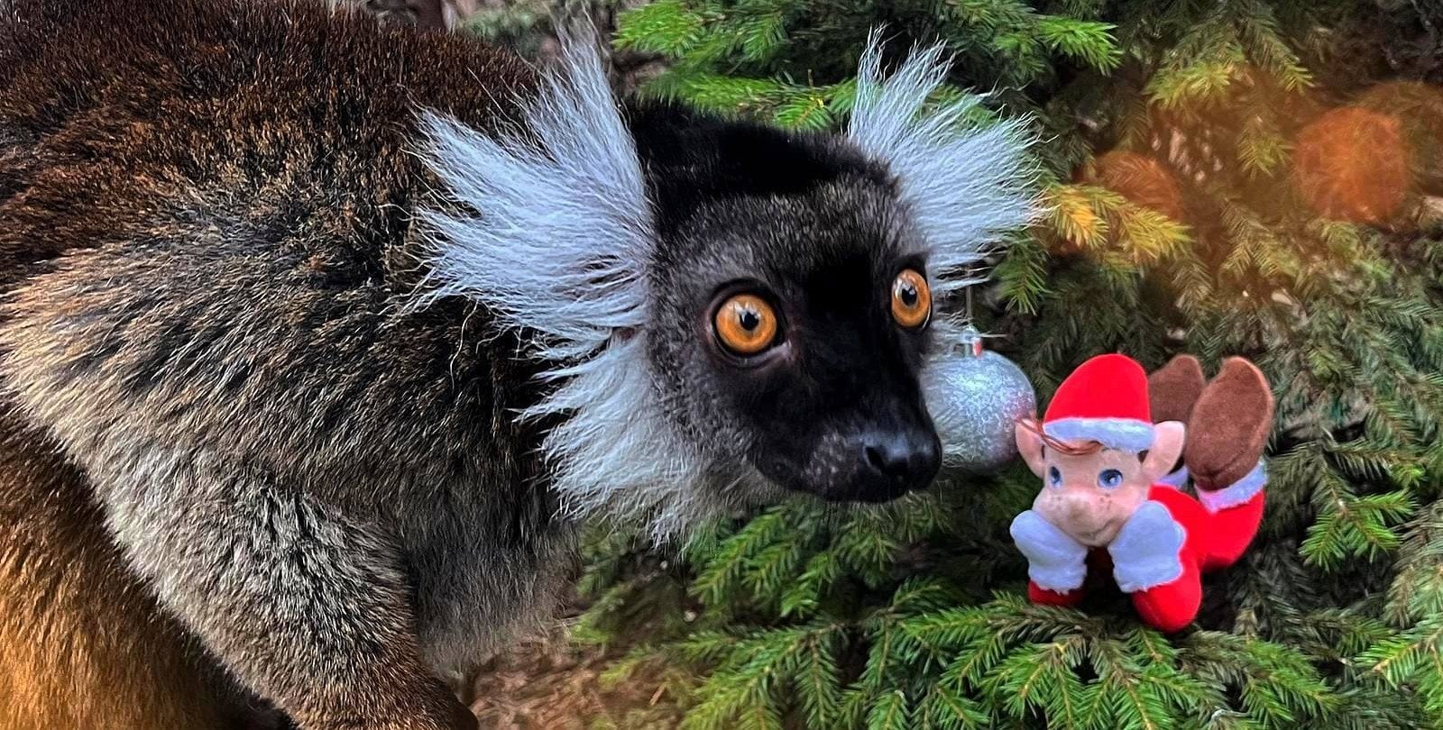 Pracownicy ZOO w święta nie próżnują. Podopieczni opieki potrzebują przez cały rok