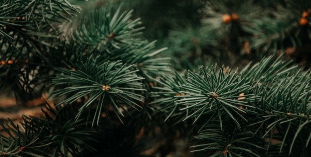 Co zrobić z naturalną choinką po świętach?