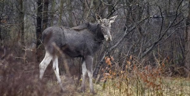 Zoo i Kampinoski Park Narodowy apelują o niedopalanie fajerwerków i petard
