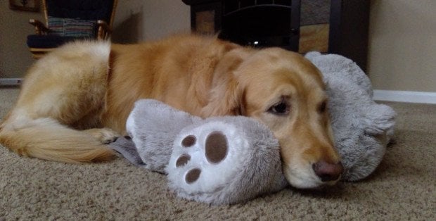 Dla nich fajerwerki to nie zabawa. Jak pomóc zwierzętom w sylwestra?