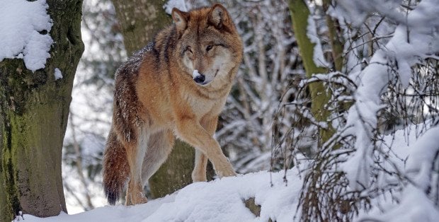 Wilki w okolicach Piaseczna. Nadleśnictwo Chojnów ostrzega