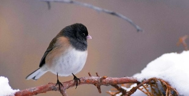 „Nie chlebem, a ziarnem”. Jak mądrze dokarmiać ptaki zimą?