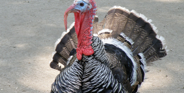 Pomór drobiu na Mazowszu. Utylizacji poddano ponad 73 tys. indyków