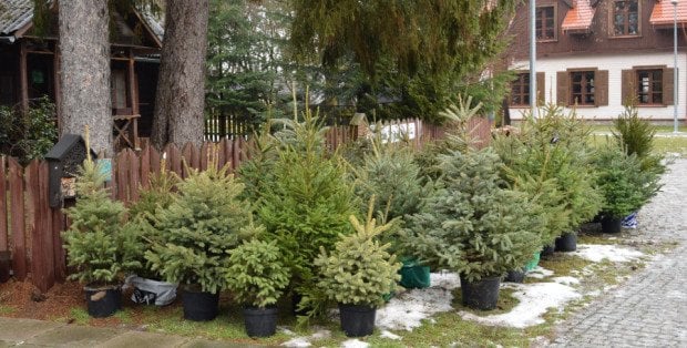 Co zrobić z choinką po świętach? Jest kilka sprawdzonych sposobów