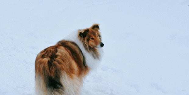 Jak chronić psa przed mrozem? „Dbajmy o higienę łap”