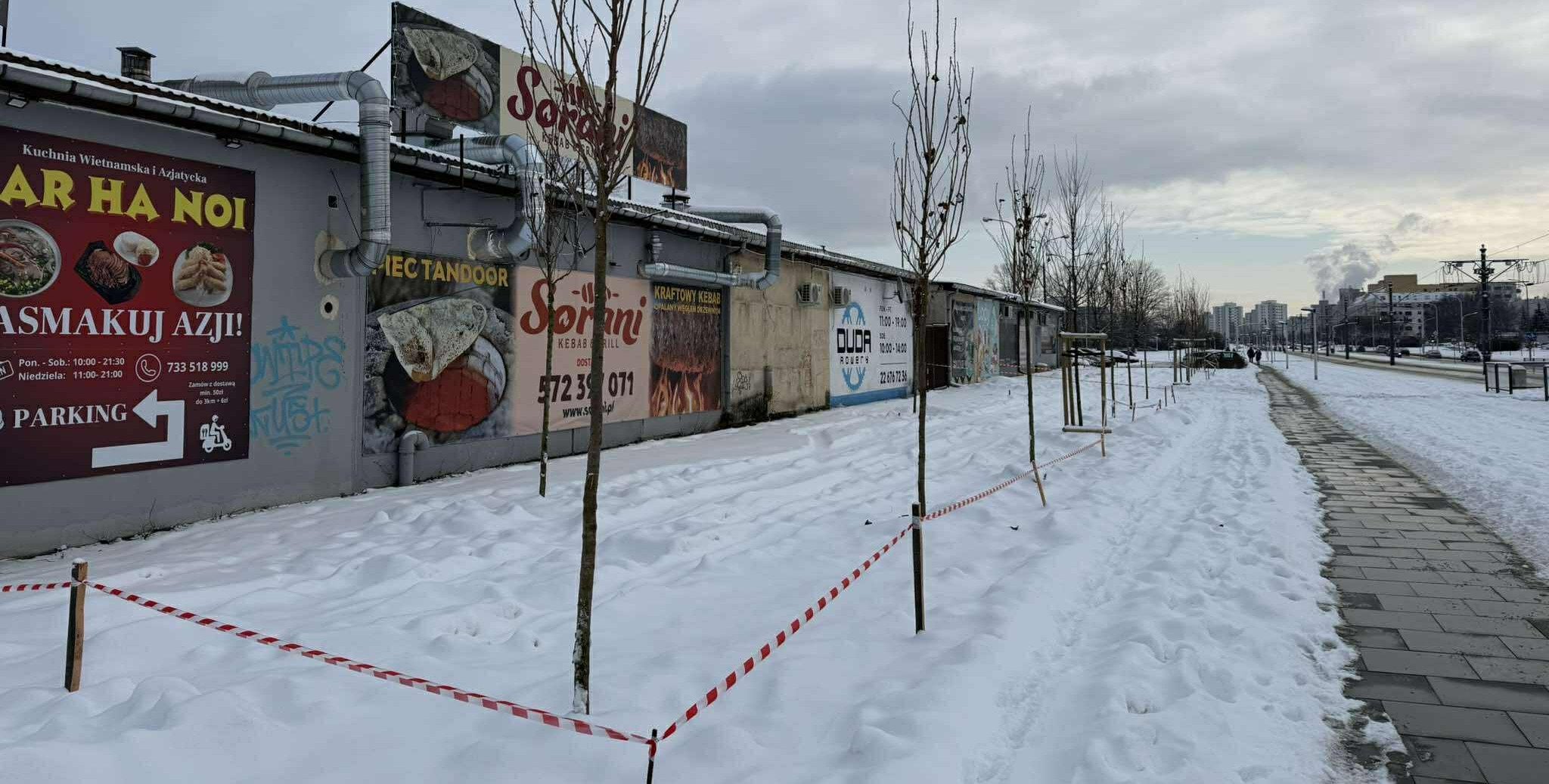 Sadzili drzewa przy -10 stopni Celsjusza. Absurd na Tarchominie?