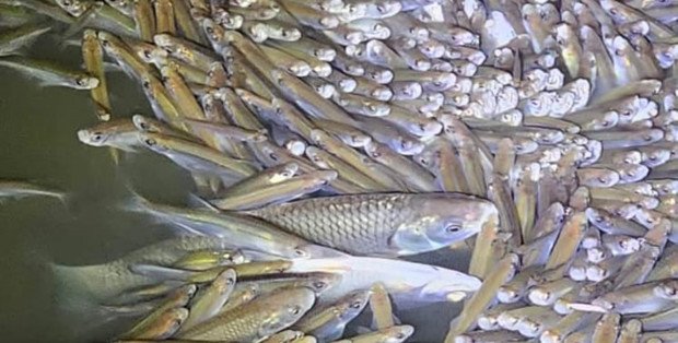 Śnięte ryby w Gassach. Przenieśli blisko tonę z nich na otwartą wodę