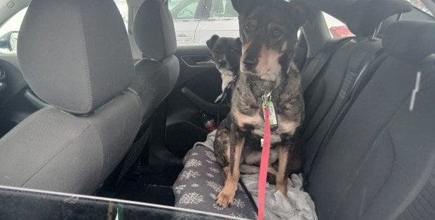 Pilny apel schroniska w likwidacji. Jeszcze prawie sto psów czeka na swój dom