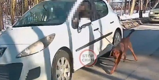 Jechał samochodem, psa ciągnął na smyczy obok auta. Szokujące nagranie z Ząbek