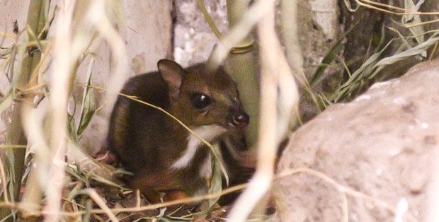 Malutki myszojeleń w warszawskim zoo. Dorosłe osobniki osiagają wagę do 2 kg