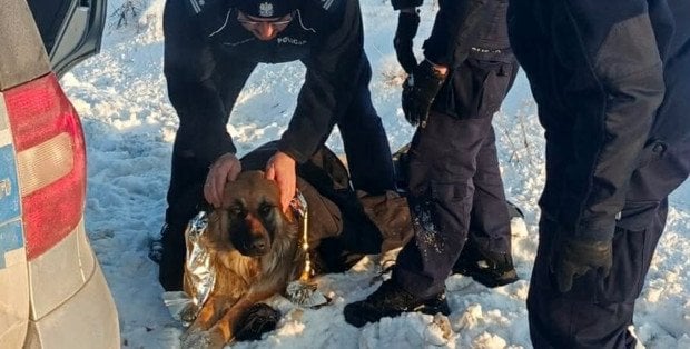 Pies przymarzł do pobocza. Dramatyczna akcja ratunkowa koło Przasnysza