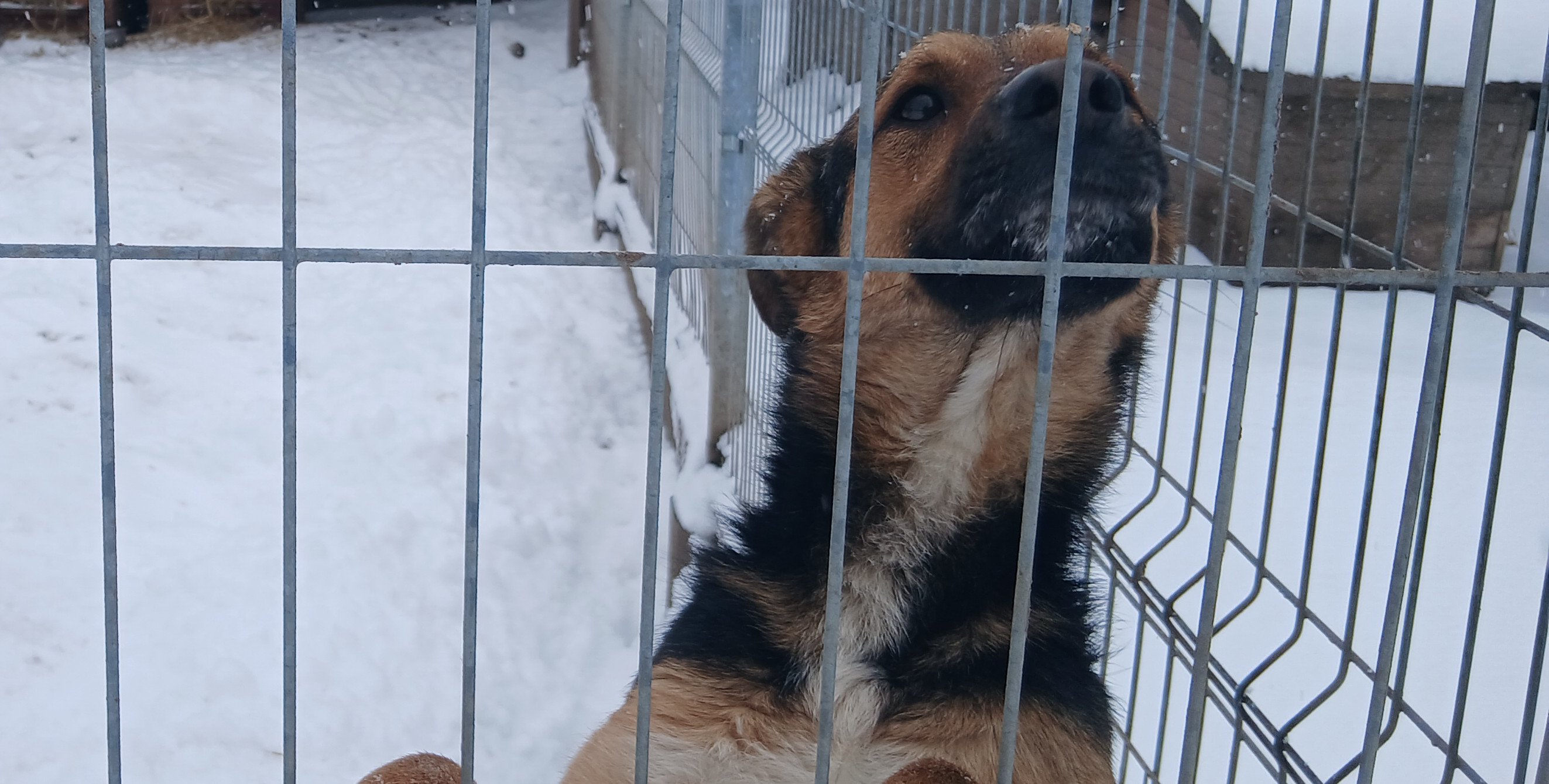 Ponad 20 psów wciąż czeka na swoje domy. Schronisko w likwidacji apeluje o adopcje