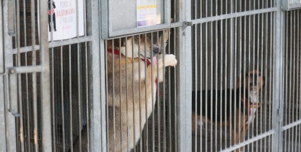 Pilne kontrole w schroniskach dla zwierząt. MSWiA: Dobro czworonogów priorytetem