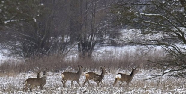 Kampinoski Park Narodowy: Nie dokarmiajmy dzikich zwierząt