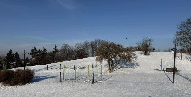 Jazda na sankach bezpieczniejsza? Zabezpieczenia w formie siatek w Parku Moczydło