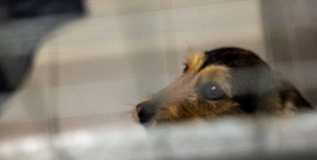 Nielegalne schronisko w powiecie mińskim? „Sytuacja gorsza niż w Sobolewie”