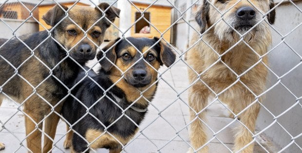 Afera wokół schroniska w Sobolewie. Wicewojewoda: „Zostałem wprowadzony w błąd”