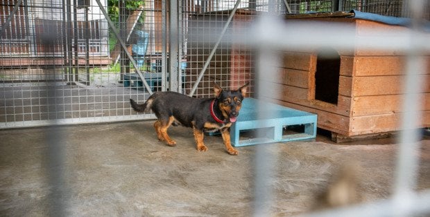 Będzie kontrola w nielegalnym azylu dla zwierząt. „Działa na granicy prawa”