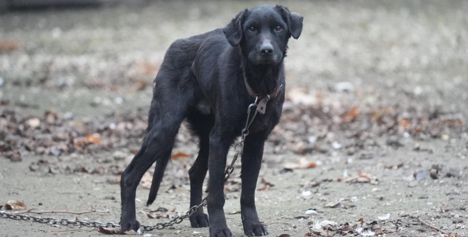 Klatki, fotopułapki i różne wabiki. Wolontariusze szukają zaginionych psów z Sobolewa