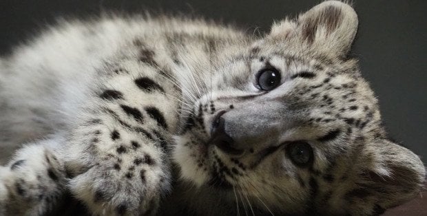 Stołeczne ZOO ogłosiło plebiscyt na Zwierzaka Roku