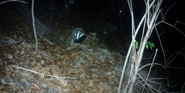 To wyjątkowy i nietypowy gość. Łazienki Królewskie przywitały nowego mieszkańca
