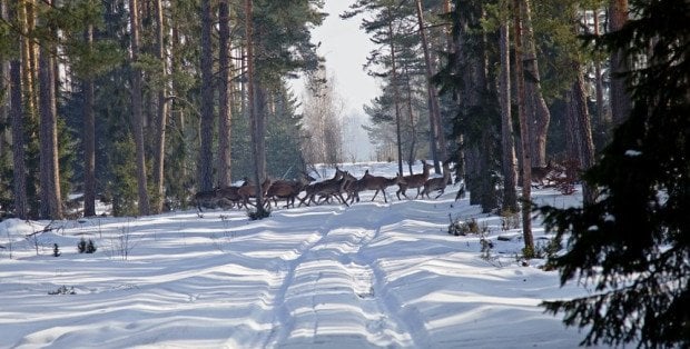 Będzie więcej drzew? Nadleśnictwa na Mazowszu szukają gruntów do zalesienia