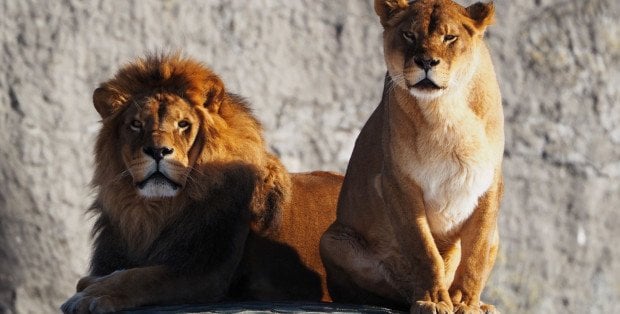 Dziś ostatni dzień głosowania na Zwierzaka Roku stołecznego ZOO