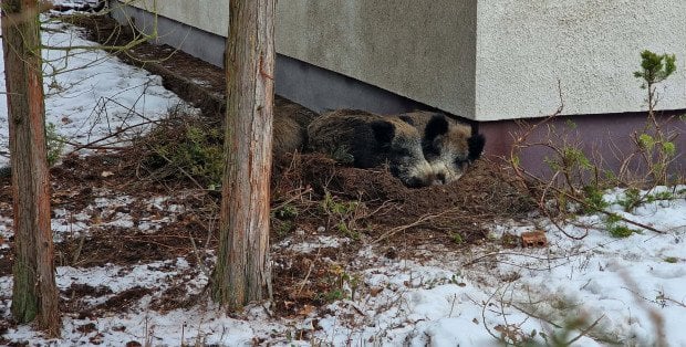Gdzie w Warszawie są dzikie zwierzęta? Specjalna aplikacja „Zwierz”