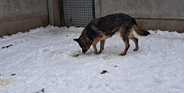 Co czwarty pies z Kuflewa ma już nowy dom. Pogotowie dla Zwierząt apeluje o adopcje