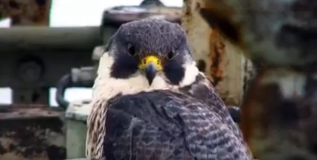 Nie żyje Giga, samica sokoła z Pałacu Kultury i Nauki