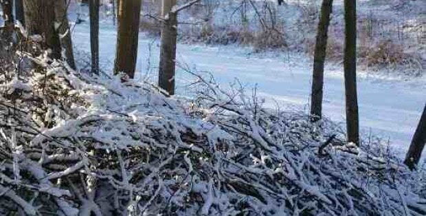 Czy budowa trasy zagrozi przyrodzie? Walka o ochronę okolic Fortu Wawrzyszew