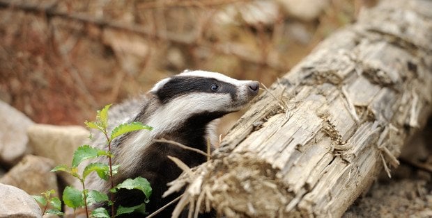 Borsuk z Łazienek Królewskich otrzymał imię Jan Chryzostom w Pasek