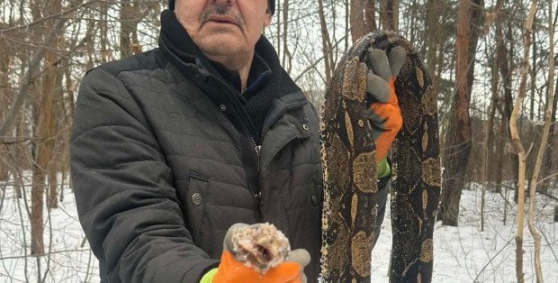 Pyton znaleziony w lasku w Otwocku. Miał ponad 2 metry długości