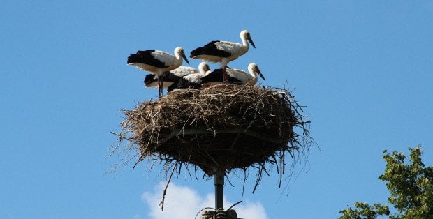 Siedleckie bociany wracają z ciepłych krajów. Pokonają kilka tys. kilometrów