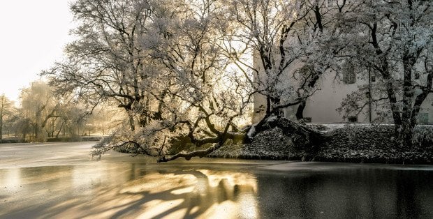 Szydłowiecki wiąz Europejskim Drzewem Roku? zakończyło się głosowanie