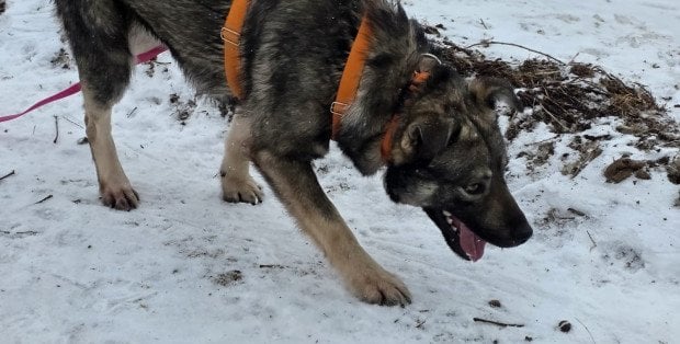 Półtora tys. zł na adopcję psa. Gmina Sońsk chce wprowadzić program „Becikowe na 4 łapy”