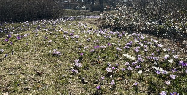 Wiosna na horyzoncie. W weekend na Mazowszu znaczne ocieplenie