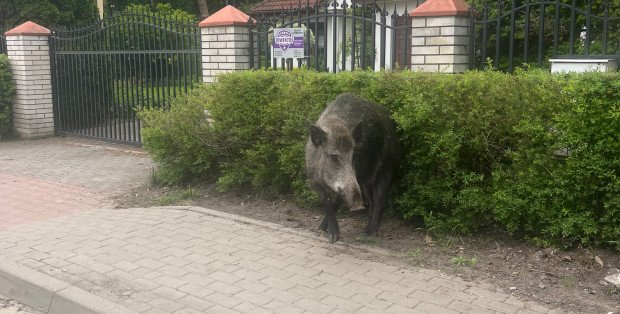 „Warszawa i okolice przeżywają najazd dzików”. Jest apel o zmiany w prawie